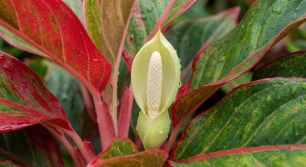 Cây phú quý ra hoa có ý nghĩa gì? Giải mã phong thủy, may mắn và khoa học 4 Hoa của Cây Phú Quý