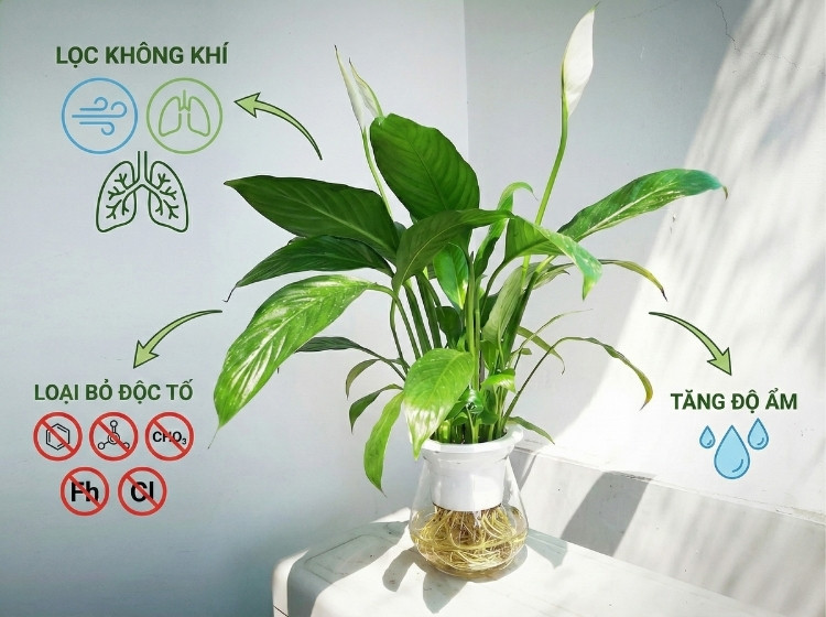 Cây Lan Ý Có Tác Dụng Gì? 5 Lợi Ích Sức Khỏe Và Ý Nghĩa Phong Thủy 1 Tác dụng của Cây Lan Ý