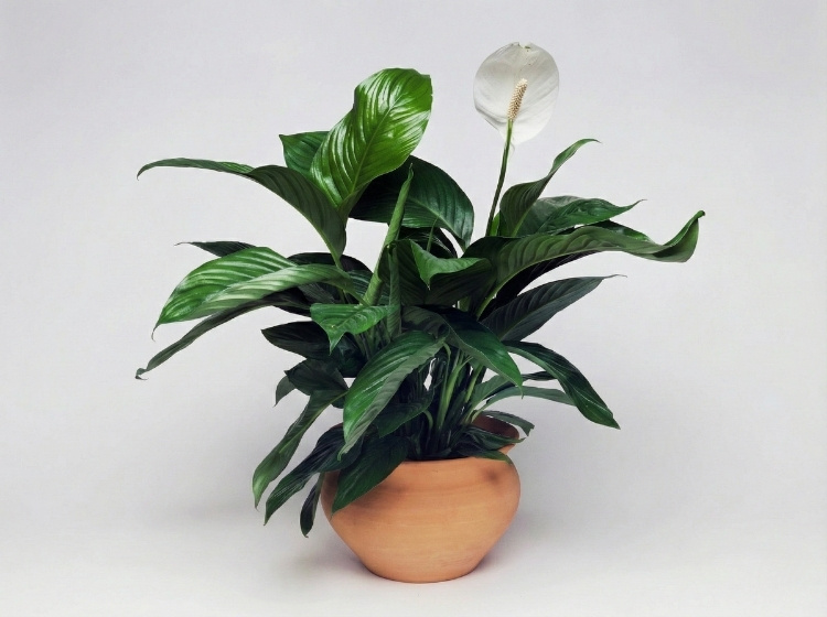 Trồng Cây Lan Ý bằng đất