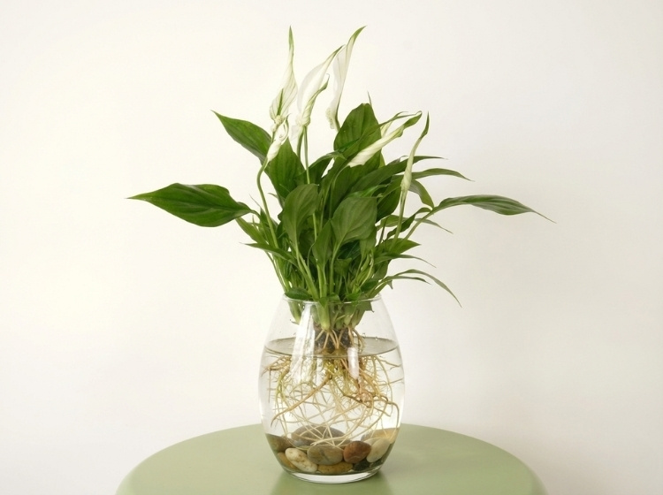 Trồng Cây Lan Ý thủy sinh