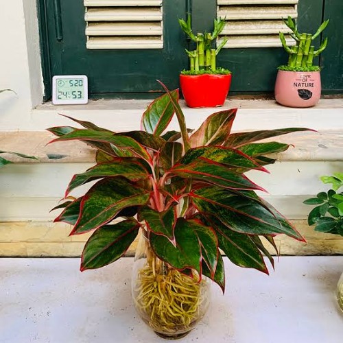 Cây phú quý thuộc hành gì